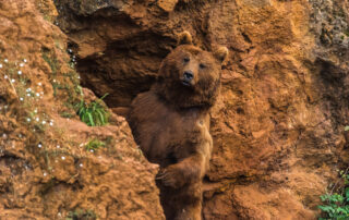 Brown bear in a nature reserve