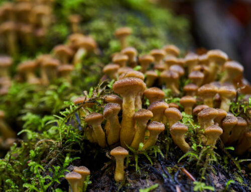 Soil Microbiomes – Part 1: Fungi
