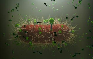 Phages on bacterium