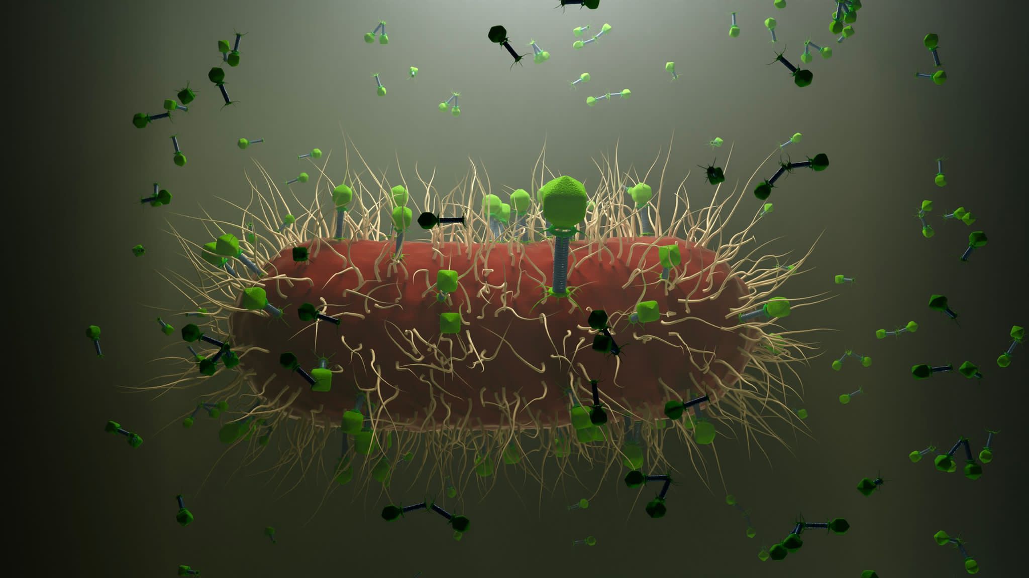 Phages on bacterium